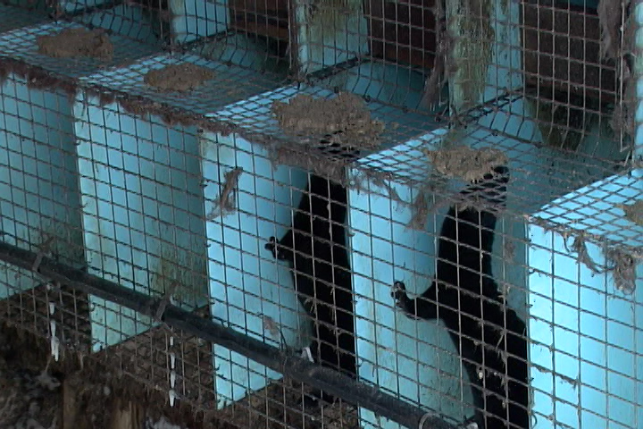 The trial for a man accused of breaking into a mink farm in Battersea has ended. 