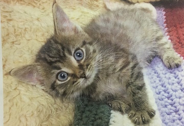 Hercules, a nine week old brown tabby with blueish/grey eyes, was taken from his cage around 5:45 p.m Sunday.