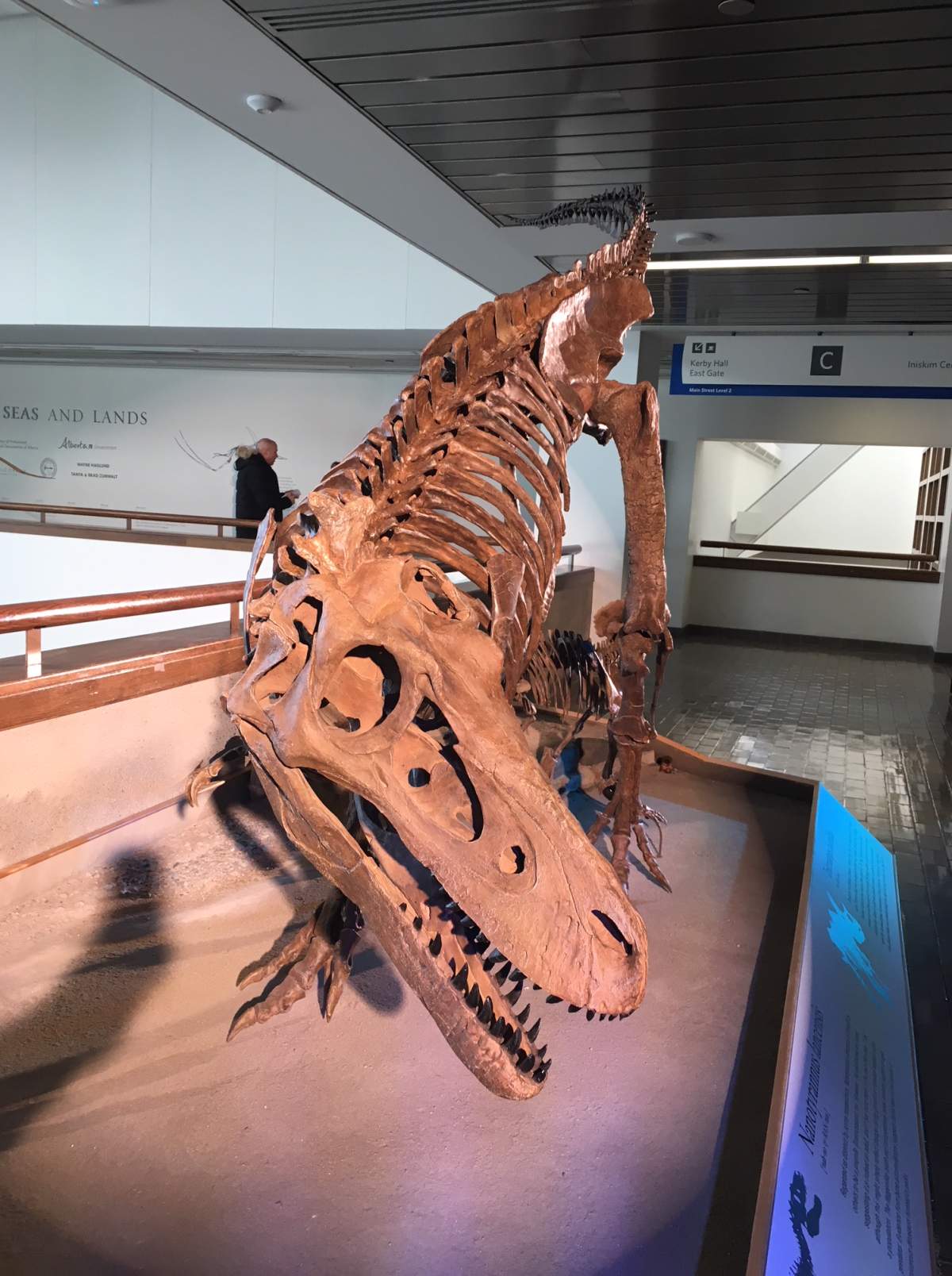 Calgary’s Mount Royal University unveiled three fossils, including this Nanotyrannus lancensis, as part of its “Cretaceous” exhibit on Jan. 11, 2018.