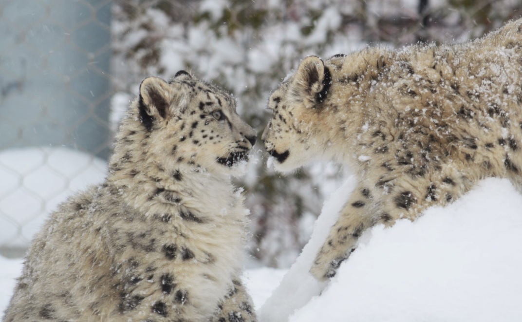 Snow leopard siblings play outdoors at the Toronto Zoo in December. Source: Toronto Zoo
