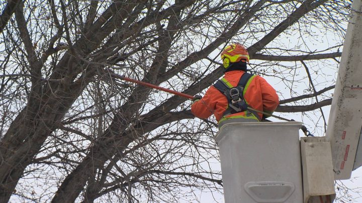 With colder temperatures, the City of Regina is taking the opportunity to protect the city's Elm trees against Dutch elm disease.