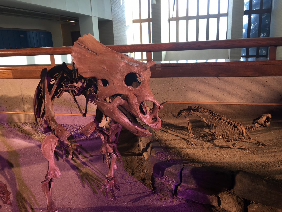 Calgary's Mount Royal University unveiled this Triceratops fossil (Triceratops horridus) as part of its "Cretaceous Lands" exhibit on Jan. 11, 2018.
