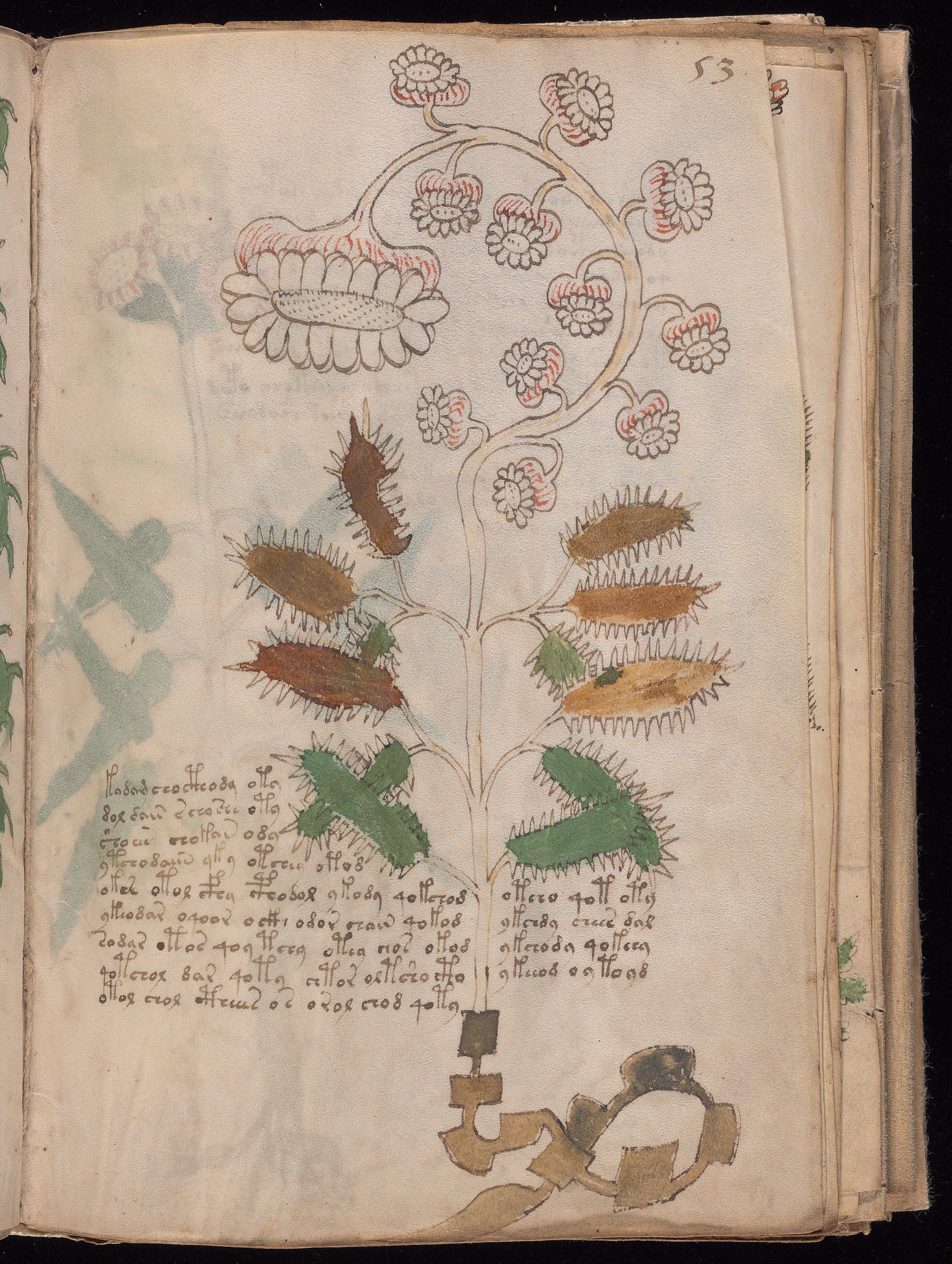 voynich manuscript conspiracy theories