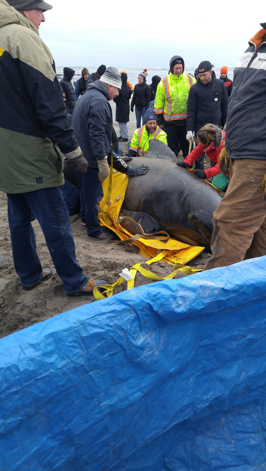 A few hours after it was found, the whale was guided into the water by volunteers.