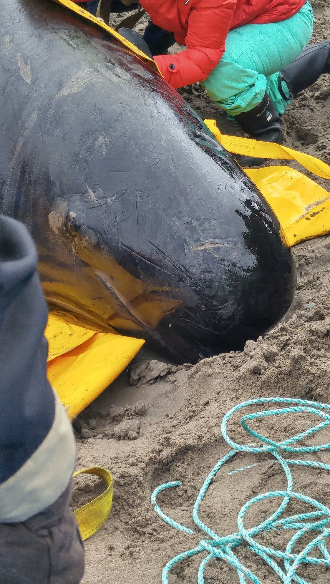 The whale was discovered around 9 a.m. by someone walking along the beach.