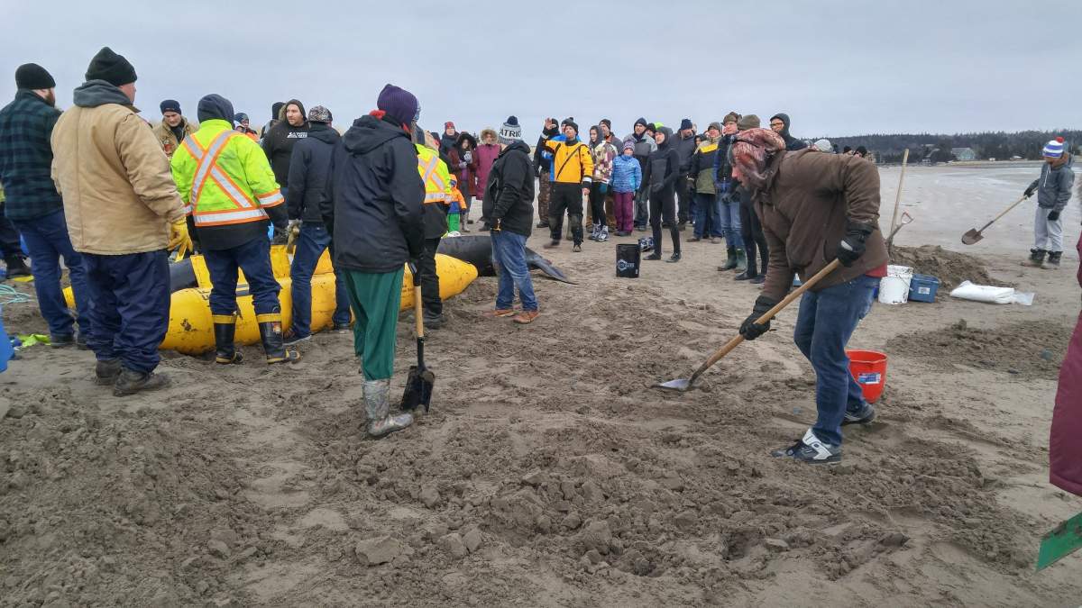 Officials say about 100 people came out to Rainbow Haven Beach to help a stranded pilot whale.