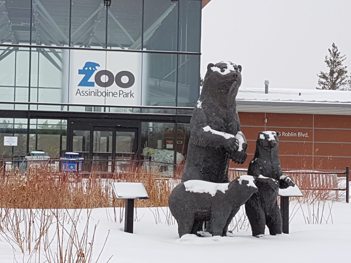 Assiniboine Park Zoo will introduce a new pair of polar bears Friday Jan. 26.
