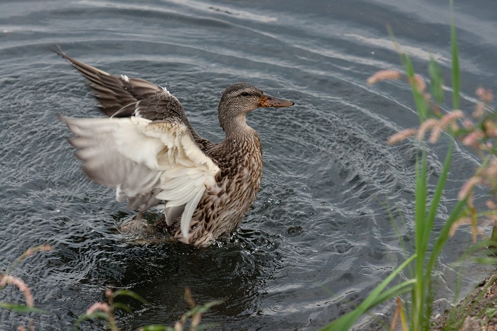 In this file photo, a female mallard duck is taking a bath in a pond. 