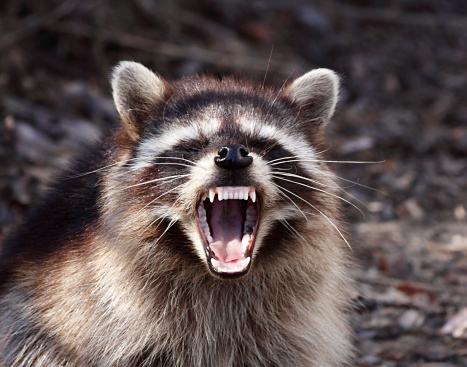 will racoons kill cats