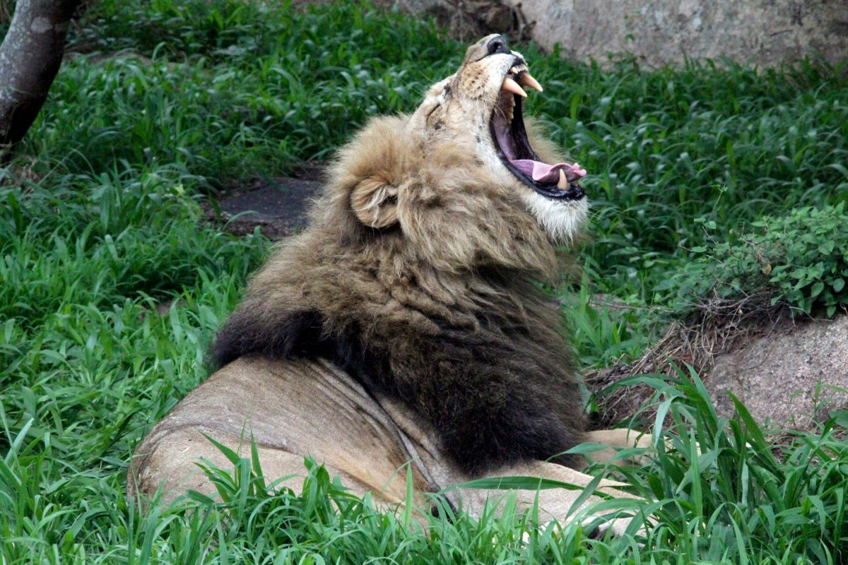 This January 2013 file photo shows a lion yawning near the National Parks sanctuary in Zimbabwe.