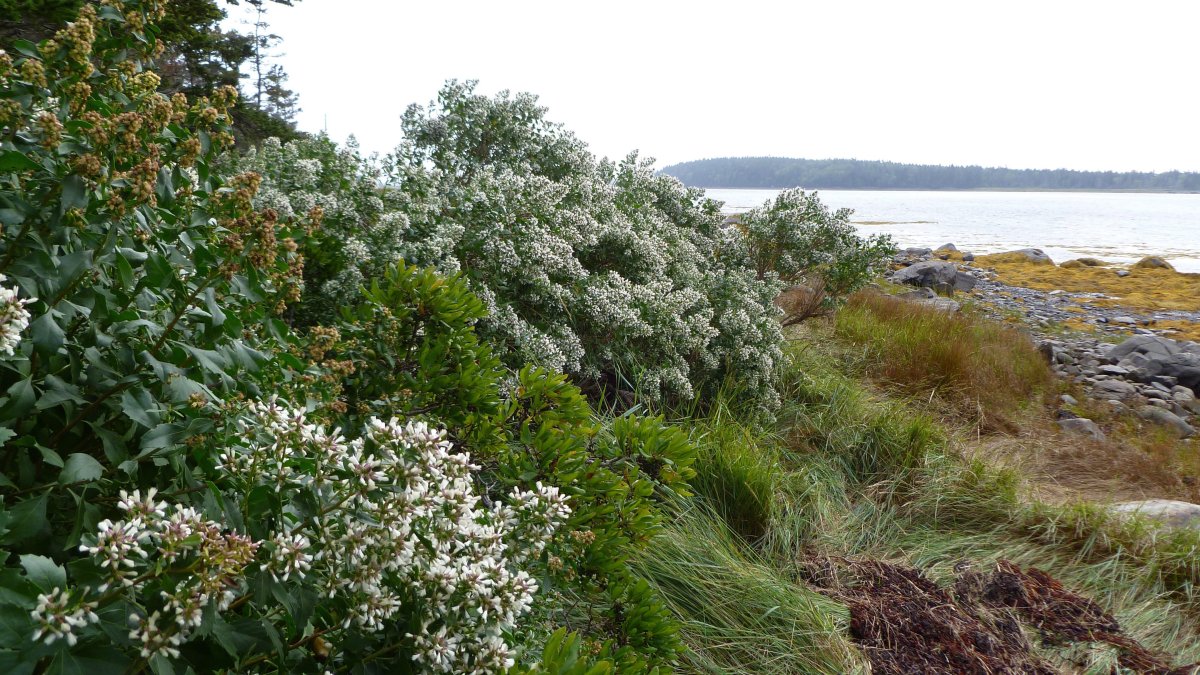 An eastern baccharis is shown in Lobster Bay, N.S., in this September 2017 handout photo. 