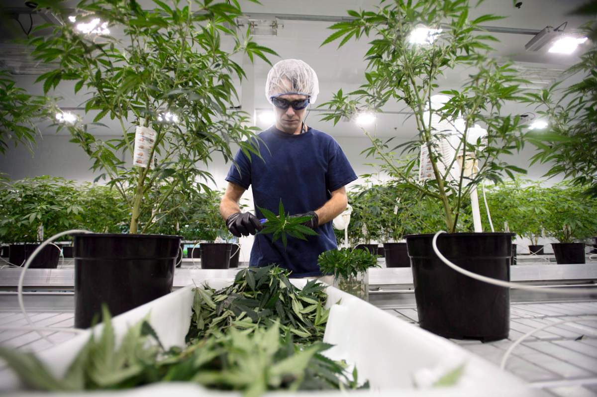 Workers produce medical marijuana at Canopy Growth Corporation’s Tweed facility in Smiths Falls, Ont., on Feb. 12, 2018. THE CANADIAN PRESS/Sean Kilpatrick