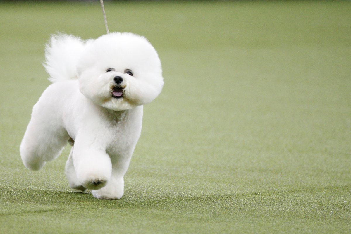 A dog competes at last year's Westminster Kennel Club Dog Show in New York, U.S., February 13, 2018.