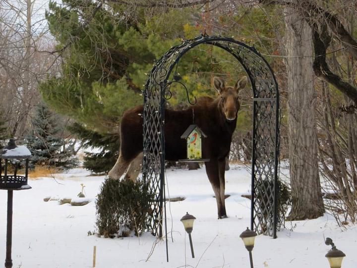 The Feb. 28 Your Saskatchewan photo of Molly the moose was taken by Blanche Allingham in Young.