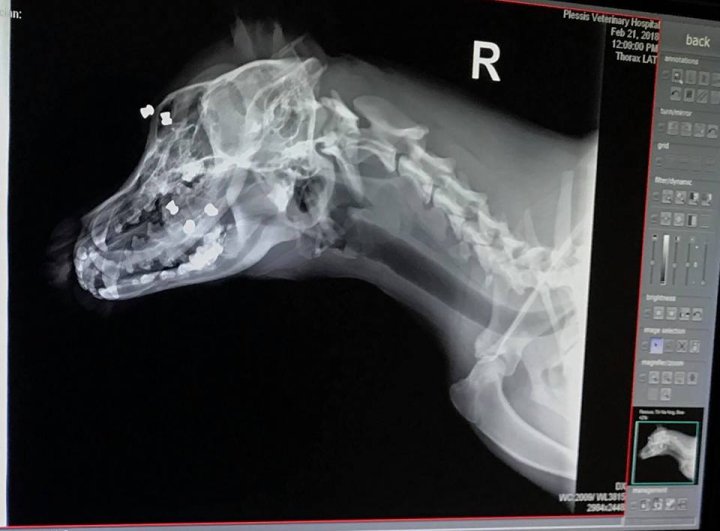 Manitoba dog rescued after being shot multiple times with pellet gun