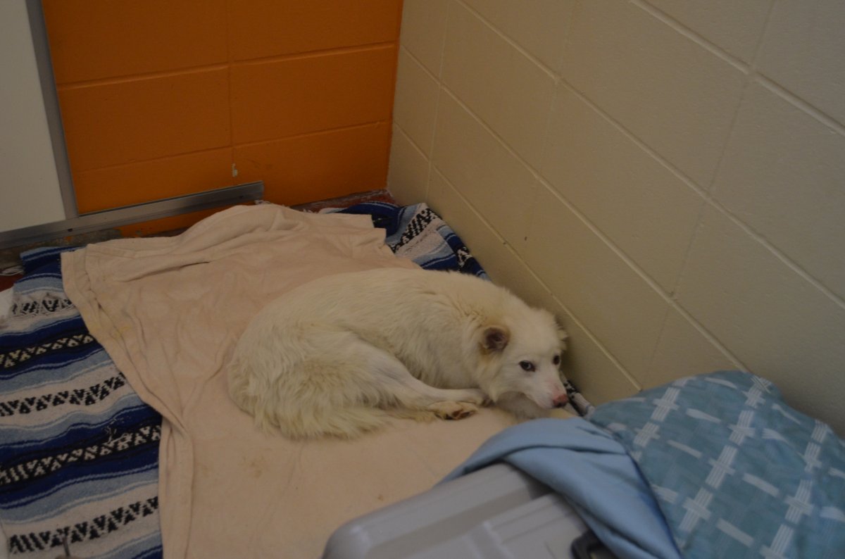 The BC SPCA says it seized more than 40 dogs north of Williams Lake last week.