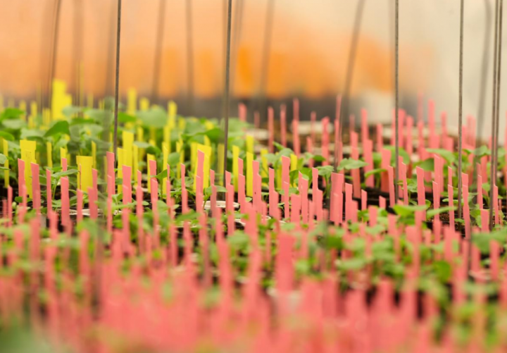 Canola plants marked with coloured strips in a growth room. 
