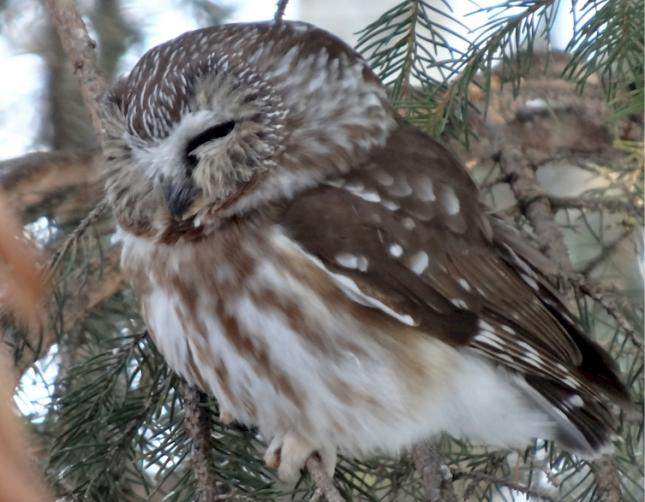 See Live Owls and a Peregrine Falcon in the Store - image