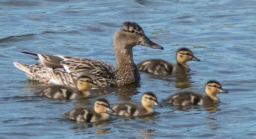 Spring Birding Course - image