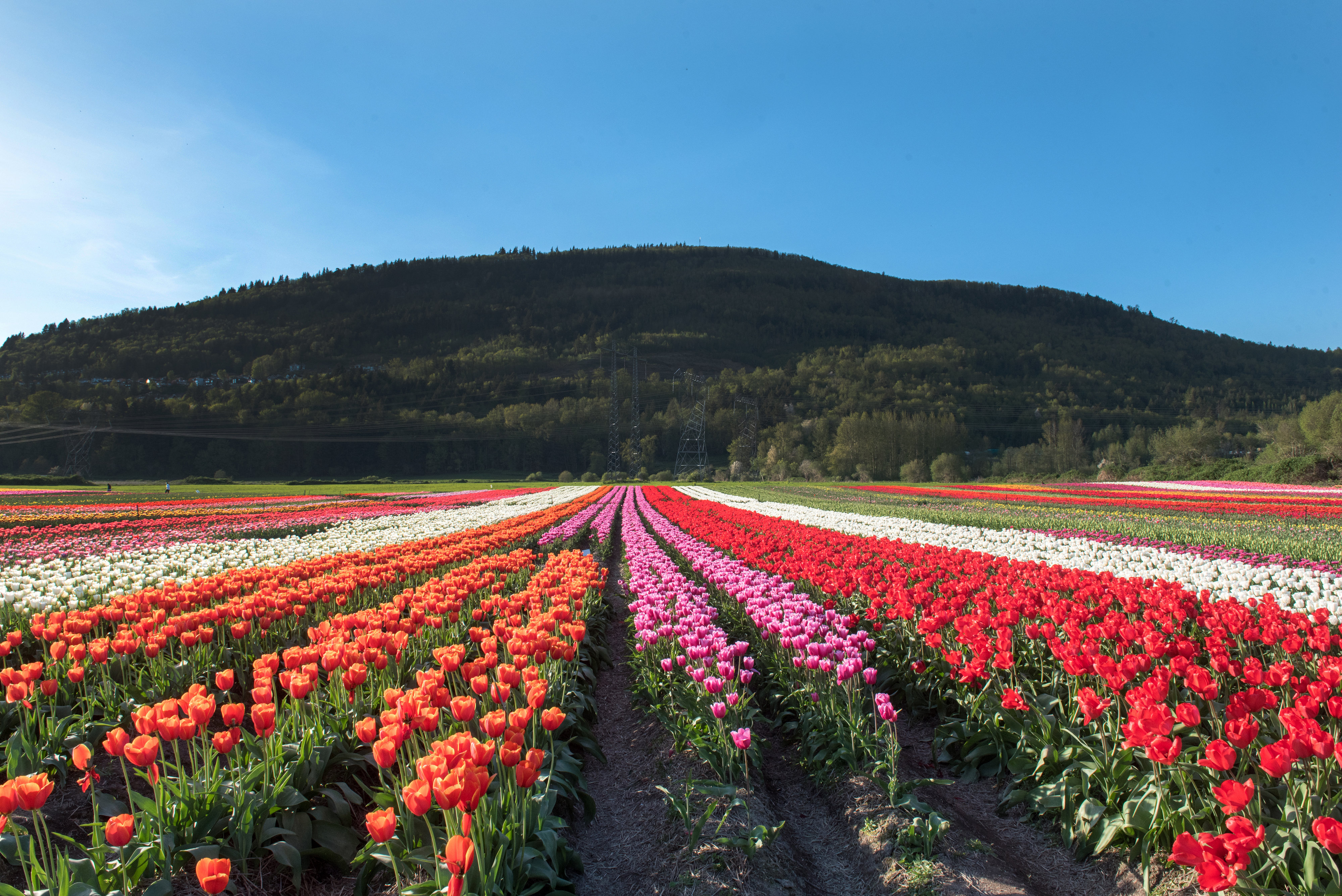 North Okanagan's Bloom Tulip Festival Returns This May