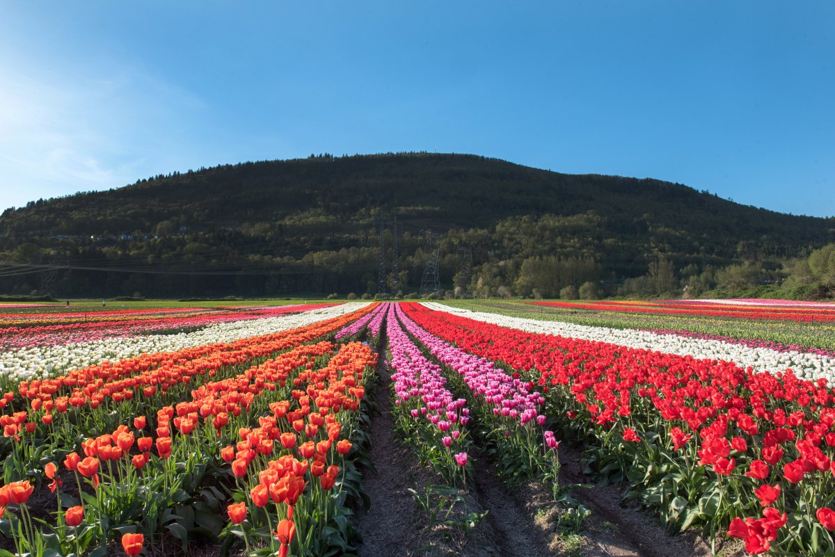Bloom The Abbotsford Tulip Festival GlobalNews Events