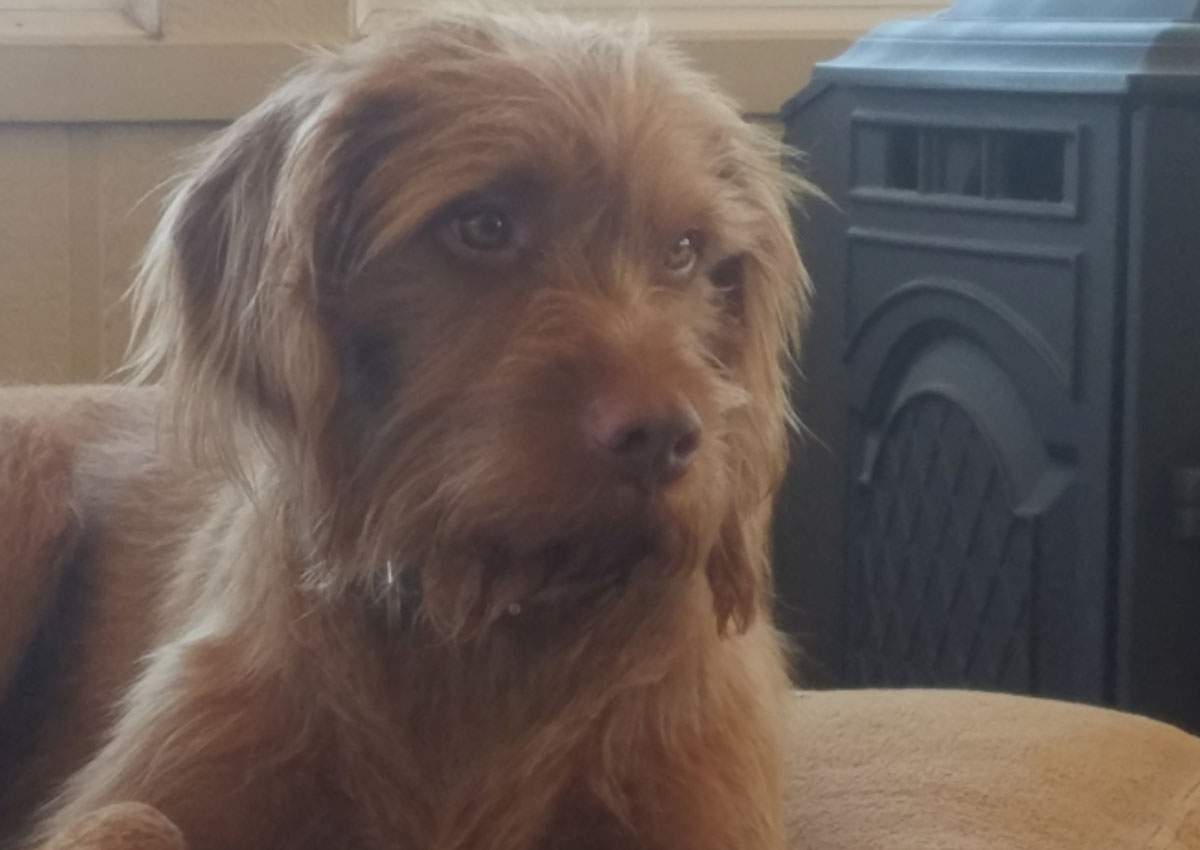 Angus, a a 3-year-old wire-haired Vizsla dog owned by Terran Woolley is pictured in Hutchinson, Kansas, U.S. in this undated handout photo obtained by Reuters February 13, 2018.   