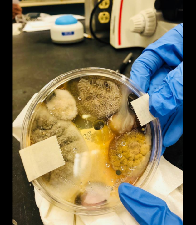 Reality check Are hand dryers in public bathrooms full of bacteria and