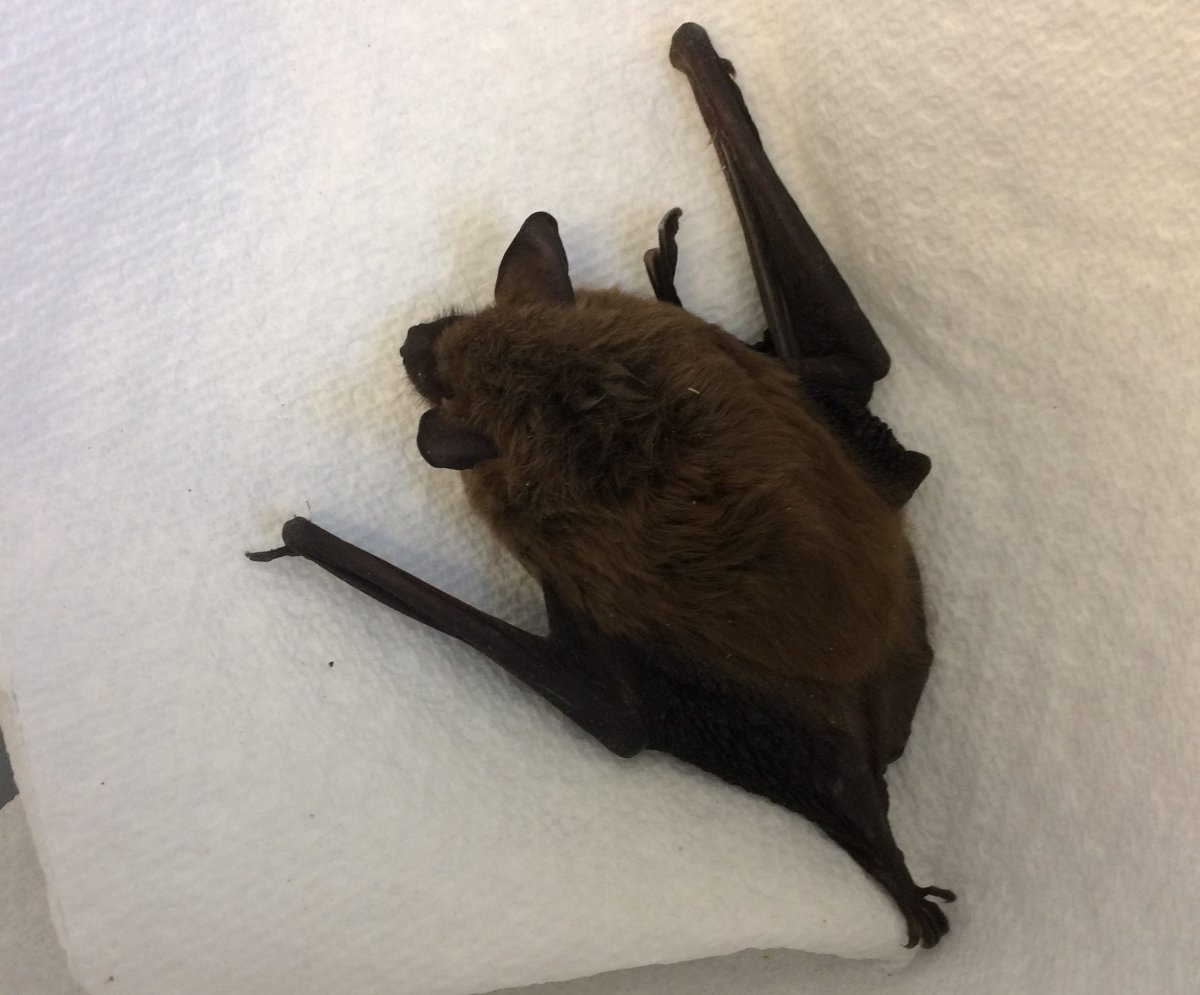 The body of a bat in New Brunswick which tested positive for rabies.