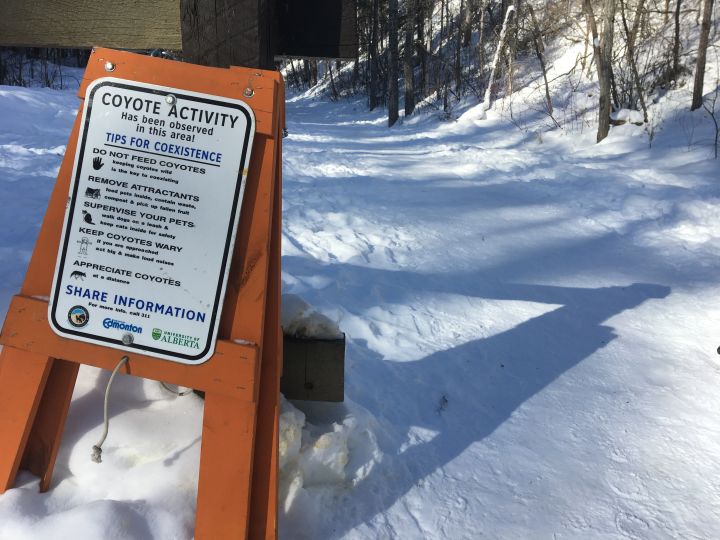 Coyote activity has increased in Edmonton’s MacKenzie Ravine after raw meat was left in the area. Picture taken Thursday, Feb. 22, 2018.