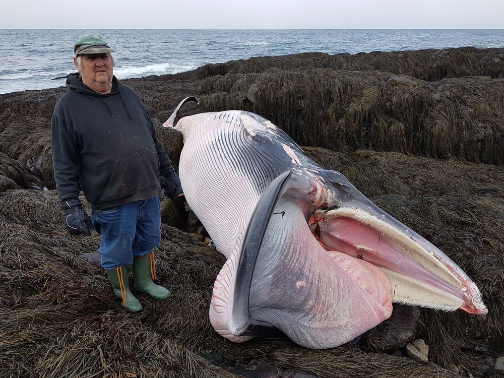 Elmer Cann stands next to a deceased minke whale in this handout image. 