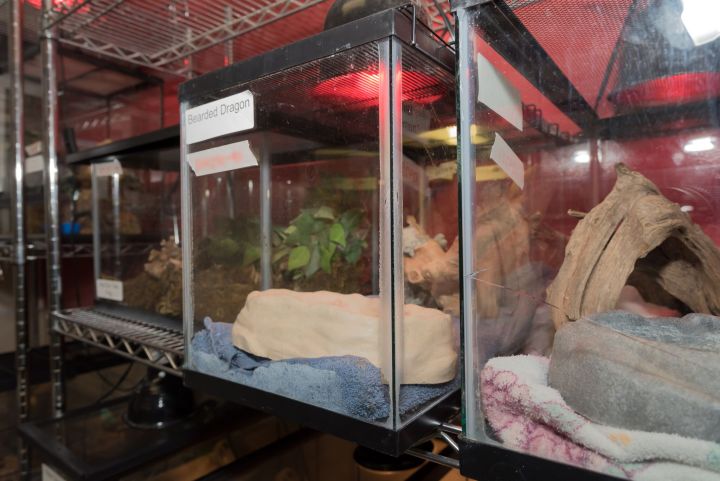 More than 500 animals were seized from a pet store in West Edmonton Mall on Tuesday, Feb. 27, 2018. They were brought to the Edmonton Humane Society for assessment.