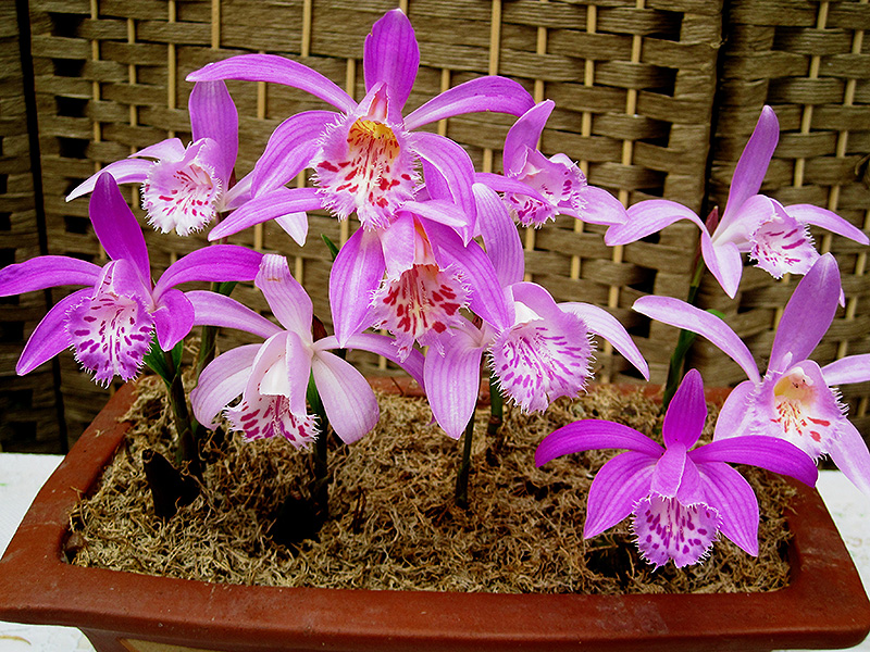 Orchid Obsessions at Gardenworks - image
