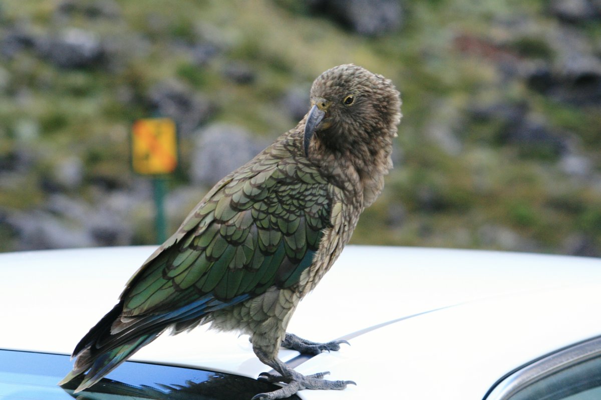 A parrot sits perched on a car roof in this stock photo.