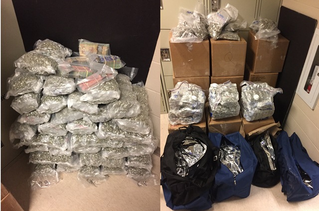 Police in Halton Region seized $330,000 worth of marijuana Thursday following an arrest in Oakville.