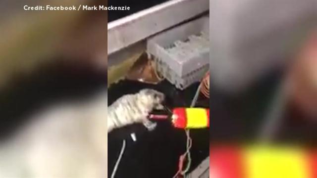 N.S. fishermen caught on video abusing, killing seal pup handed hefty fines - image