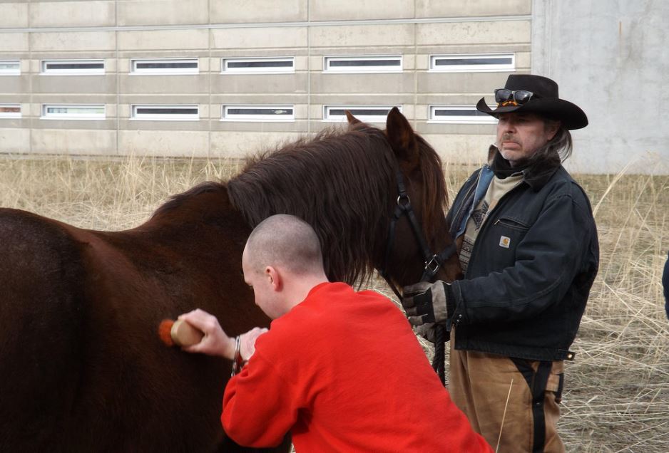 Horses are being used at the jail near Oliver in a new prisoner rehabilitation program. 