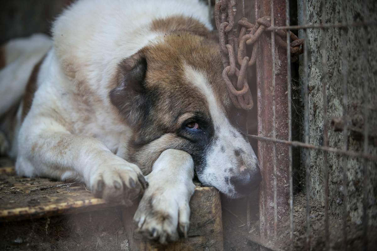 A brown and white dog.