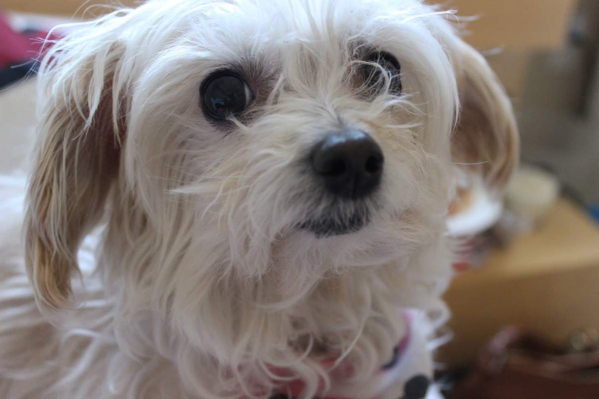 Xuxa was born with a severe severe gastrointestinal issue and has undergone many surgeries as a result.