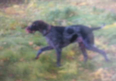 “Leo” missing from Guelph Lake Conservation Area. Photo credit: Wellington County OPP.