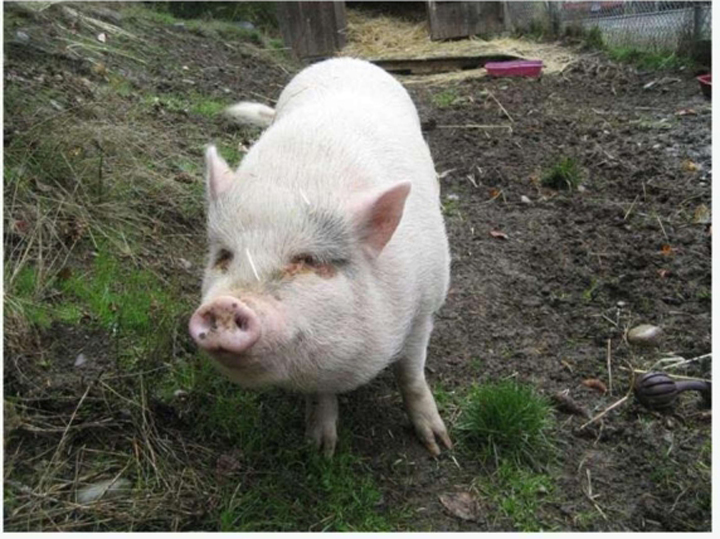 Molly the pig was adopted to a family in Duncan in mid-January.