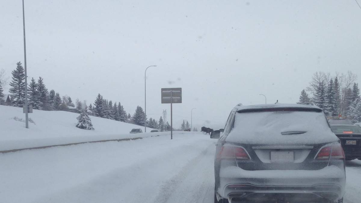 Traffic at a standstill as two moose make their way across a Calgary roadway. 