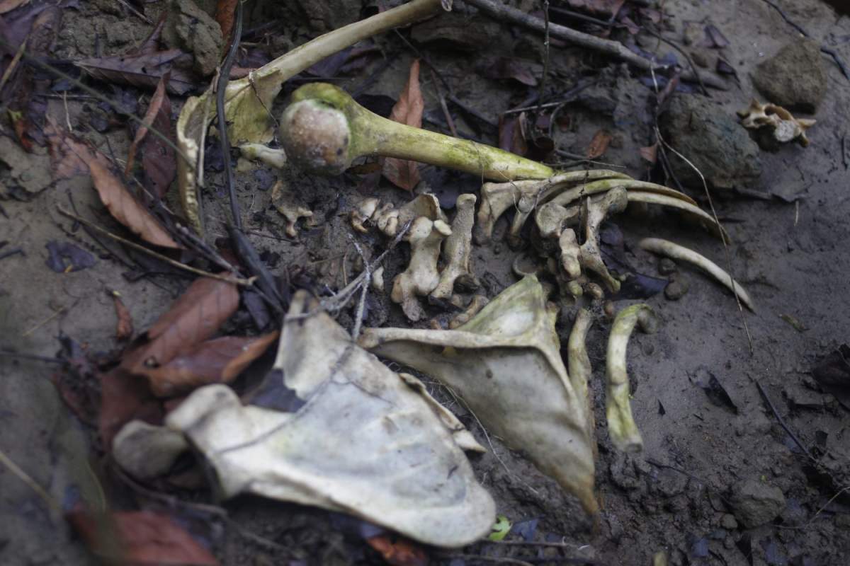 Human bones are seen in a shallow grave in Inn Din, Myanmar October 26, 2017. Picture taken October 26, 2017. WL To match Special Report