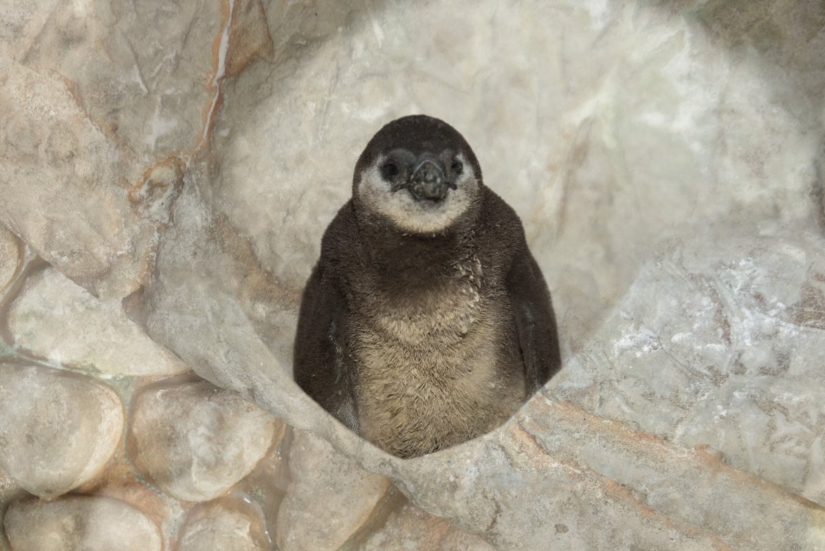 West Edmonton Mall's newly hatched penguin chick is seen in this handout photo.