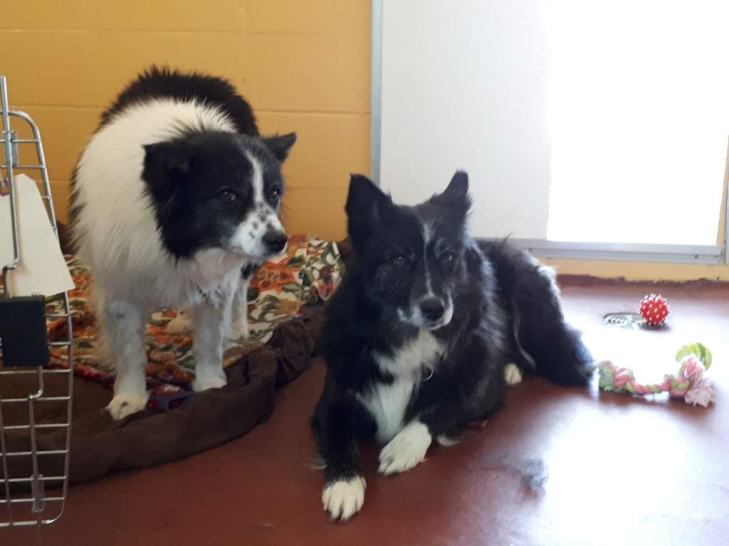 SPCA wish list to help seized dogs now being cared for in the Okanagan - image