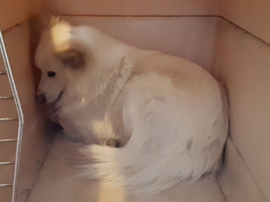 SPCA wish list to help seized dogs now being cared for in the Okanagan - image