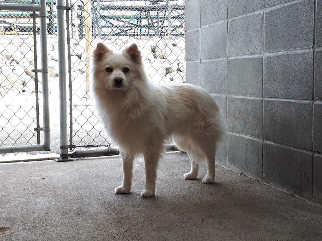 SPCA wish list to help seized dogs now being cared for in the Okanagan - image