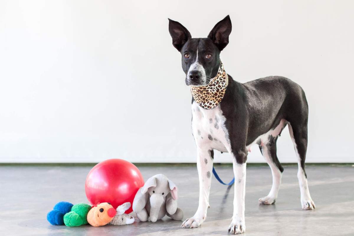 This is Queenie, a pointer mix who went missing in North Vancouver on Feb. 11, 2018.