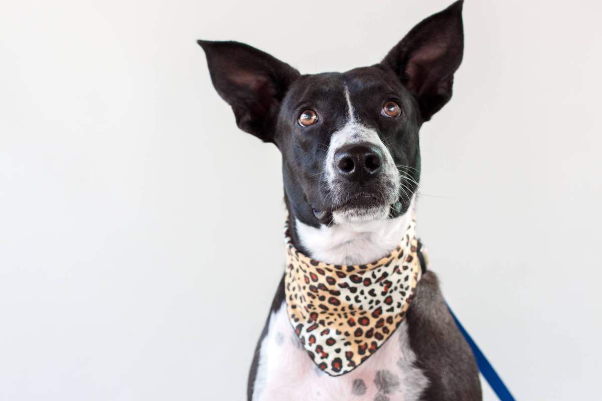 Queenie, a dog who went missing in North Vancouver on Feb. 11, 2018.