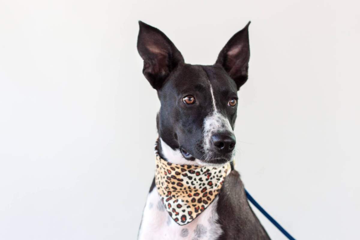 Queenie, a dog who went missing in North Vancouver on Feb. 11, 2018.