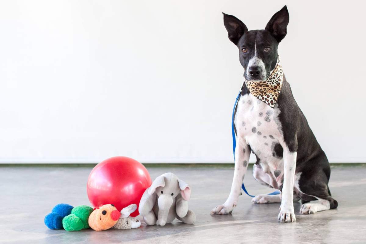 Queenie, a dog who went missing in North Vancouver on Feb. 11, 2018.